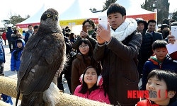 눈길 끄는 참매