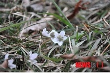 제주 봄의 전령 복수초·변산바람꽃 기지개