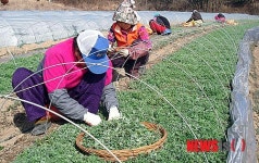 함평군 쑥 재배 농민 농한기 소득 쏠쏠