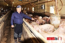 돈 되던 양돈이 애물단지 됐어