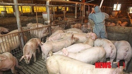 돼지 키워봐야 손해