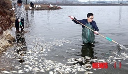 떡붕어 수만마리 떼죽음, 수거하는 한국농어촌공사