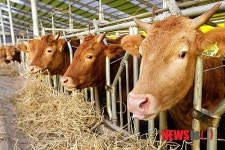 보령시, 머드 추출한 천연 미네랄 먹여 고급한우 육성