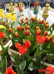 예쁜 튤립 받아가세요