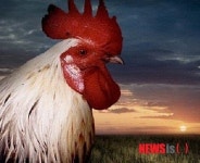 수탉  홰 일출과 전혀 무관-日 연구진