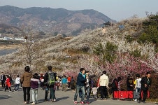 광양 매화향기 찾은 나들이객