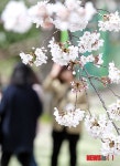 활짝 핀 제주 왕벚꽃