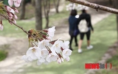 활짝 피어난 제주 왕벚꽃