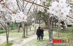 가득 핀 제주 왕벚꽃길