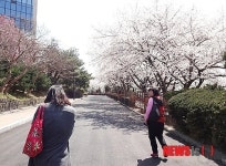 [마실길]벚꽃 만개한 학성 역사체험 탐방로