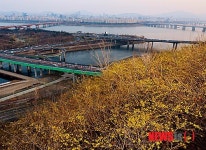 개나리꽃 가득한 응봉산