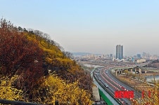 개나리 피어나는 응봉산