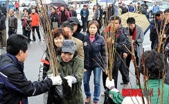 홍천군 내 나무 갖기 캠페인