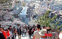 벚꽃명소 진해 제황산공원 ‘1년 계단’ 인기 끌어