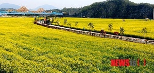 오는 19일 창녕 낙동강 유채축제