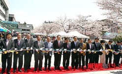 전주 덕진구청 앞마당 벚꽃축제