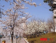 구리시 장자대로에 핀 벚꽃