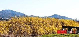 ‘개나리꽃 만발’
