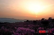 제16회 비슬산 참꽃 문화제 개막…체험행사 풍성