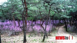 여주 세종대왕릉 진달래 동산 특별 개방