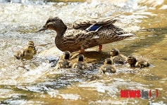 오리가족의 봄 나들이