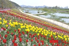공주시 봄꽃 구경 정안천으로 오세요