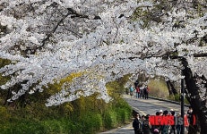 남산 활짝 핀 벚꽃길