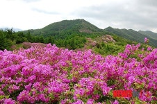 남원 지리산 바래봉 철쭉