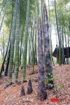 우후죽순(雨後竹筍)