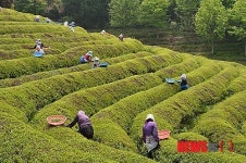 보성 녹차 수확 한창