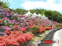 청양 산꽃마을에 핀 오색의 봄꽃