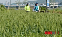 한강 밀밭에 익어가는 우리밀