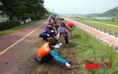 진주 강변 자전거도로변 코스모스 꽃길조성