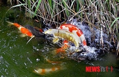 산란,방정하는 비단잉어