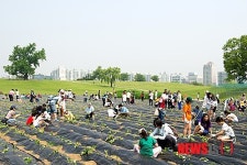 고구마 순 심기 체험