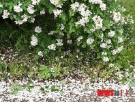 찔레꽃잎 살포시 즈려밟고 가소서