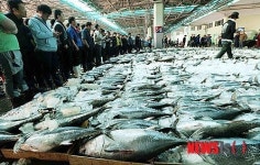 참치 어획 대박