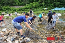 울진군, 왕피천 피래미 축제