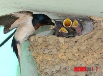 제비 새끼 사랑