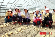 천년의 솜씨 부안 노을감자 확실한 농가소득원