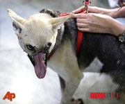 필리핀 주인 구하고 얼굴 잃은 영웅견, 미국서 치료 받고 귀국