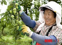 해남 보해매실농원 매실 수확