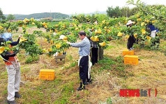 서산시 도시과, 농가 일손돕기