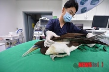 제주대 야생동물구조센터, 갈색얼가니새 구조