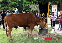 동헌에 나타난 황소 1마리