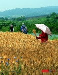 수확 앞둔 보리와 밀
