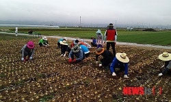 영덕군농업기술센터, 농촌일손돕기와 현장상담