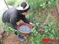 친환경 무농약 진주 블루베리