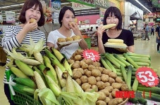 햇 채소