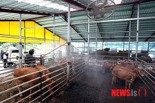 강원도, 축산현장 폭염 대비실태 현장 점검